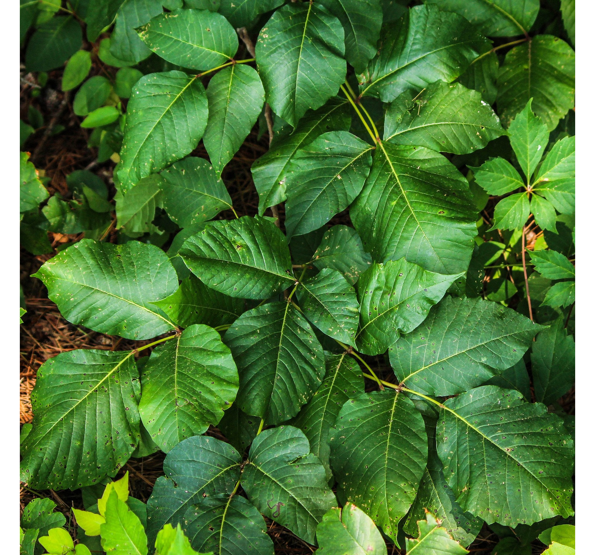 Can Dogs Get Poison Ivy, Poison Oak, or Poison Sumac?